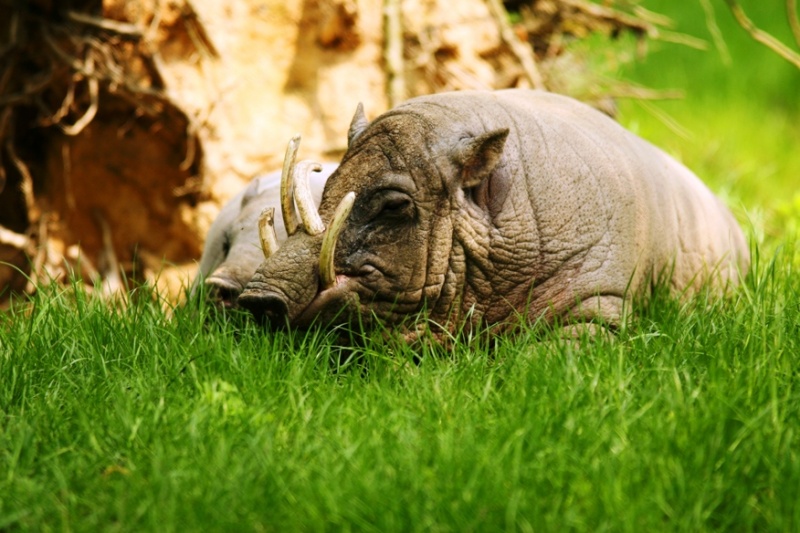 Babirusa Celebeská